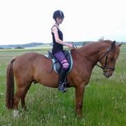 Hollandsk Sportspony Hero