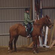 Hollandsk Sportspony Hero