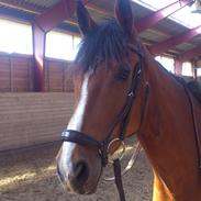 Dansk Varmblod Milano Melody