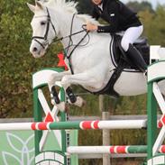 Irsk Sportspony Misty