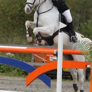 Irsk Sportspony Misty