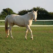 Palomino Blanco