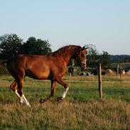 Trakehner In Dizguise Firfod