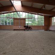 Trakehner In Dizguise Firfod