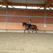 Trakehner In Dizguise Firfod