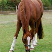 Dansk Varmblod Møgelvangs La Rouge