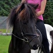 Islænder Eistla fra Fri-Stedet