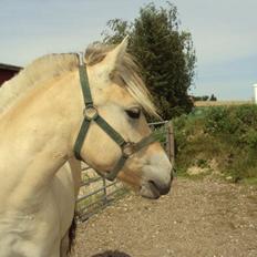 Fjordhest Nikoline
