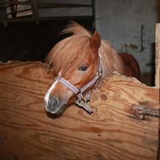 Miniature Red Clouds Sweet beauty