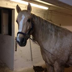 Quarter Frontier Delight