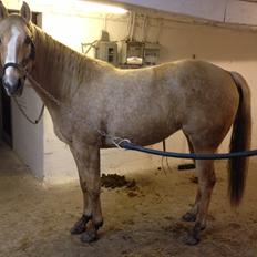 Quarter Frontier Delight