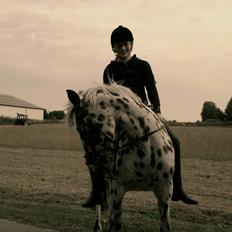 Knabstrupper Bølle-bob