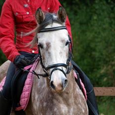 Arabisk fuldblod (OX) /New Forest Timberlake