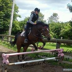 Hollandsk Sportspony nørremarks Katinka "himmelpony"