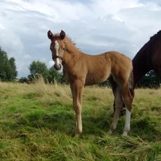 Sportsaraber (A) NA's Magic Dream Ibn Wahab