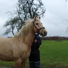 Palomino Moonlight  [Solgt]