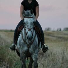 Dansk Varmblod Rosenskjold's tanzania