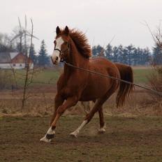 Dansk Varmblod Engholms Windcome