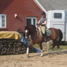 Anden særlig race Sartor`s Robbin (Solgt)