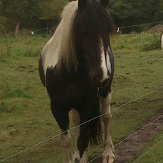 Irish Cob Crossbreed Nova - tidligere hest - R:I:P