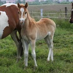 Welsh Partbred (Sec F) skovdal's rolex-royal