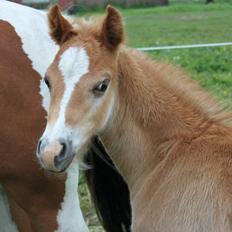 Welsh Partbred (Sec F) skovdal's rolex-royal