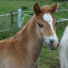 Welsh Partbred (Sec F) skovdal's rolex-royal