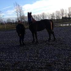 Anden særlig race thor