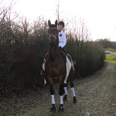 Dansk Varmblod Grevens Be Hot