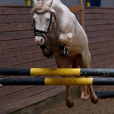 Welsh Mountain (sec A) Strathies Baltimore (R.I.P.)