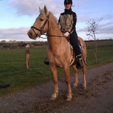 Palomino Moonlight  [Solgt]