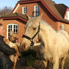 Palomino Klitgaards Marti