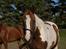Pinto Whitney Lightfoot