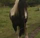 Irish Cob Crossbreed Nova - tidligere hest - R:I:P