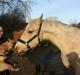Palomino Klitgaards Marti