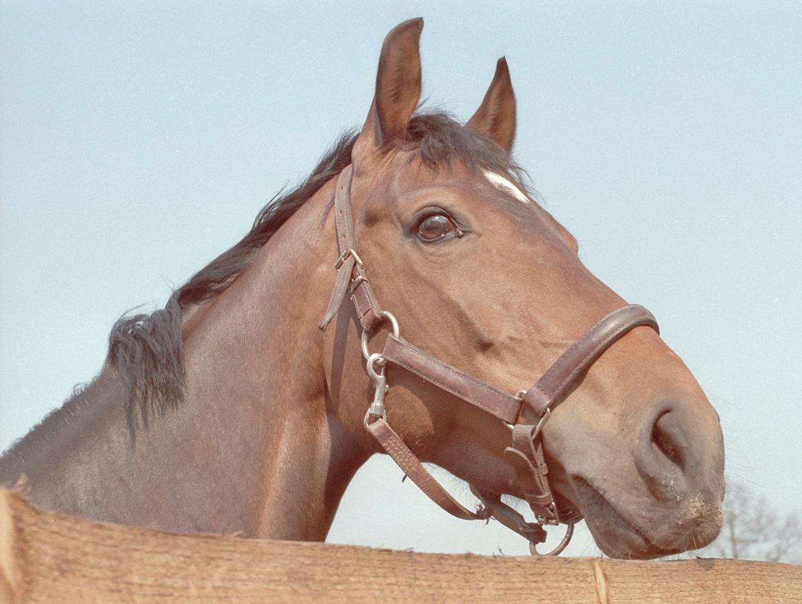 Holstener Latina billede 8