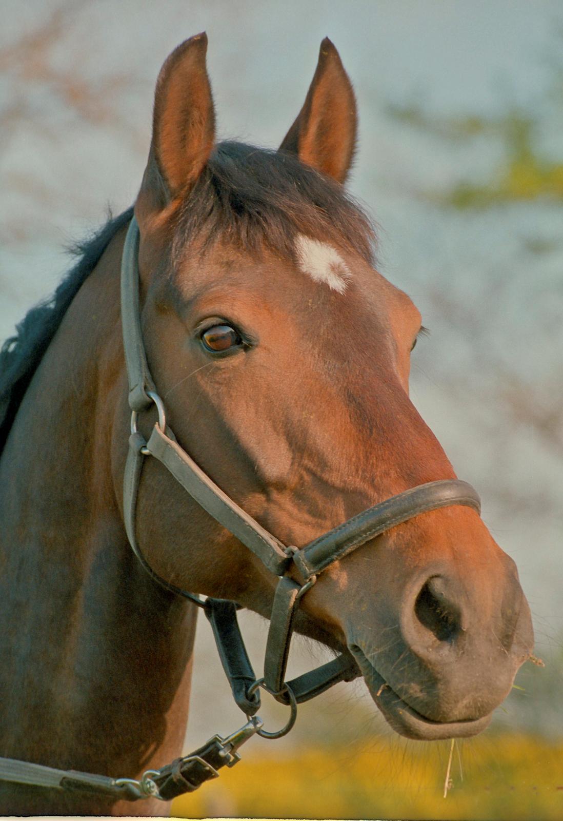 Holstener Latina billede 10