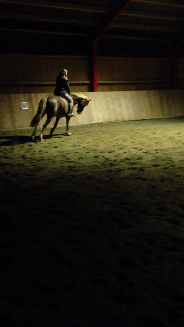 Dansk Varmblod Stenkærgårds Rubin  [Min Mors] - Undskyld det var mørkt. billede 5