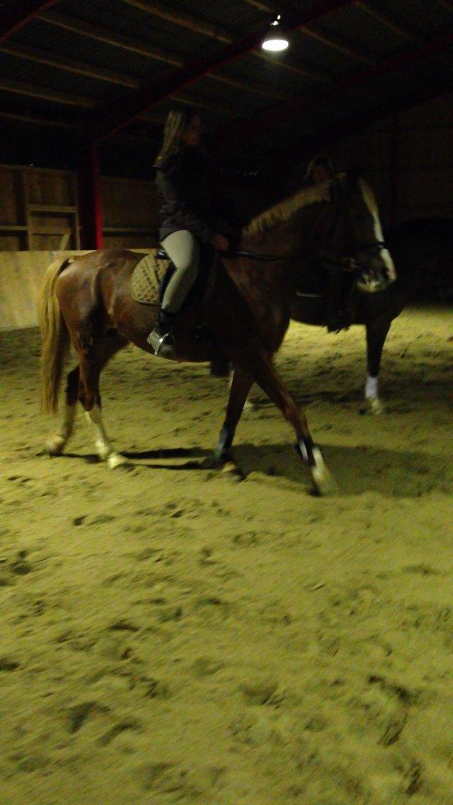 Dansk Varmblod Stenkærgårds Rubin  [Min Mors] - Moster rider på Moster Rubs XD billede 6