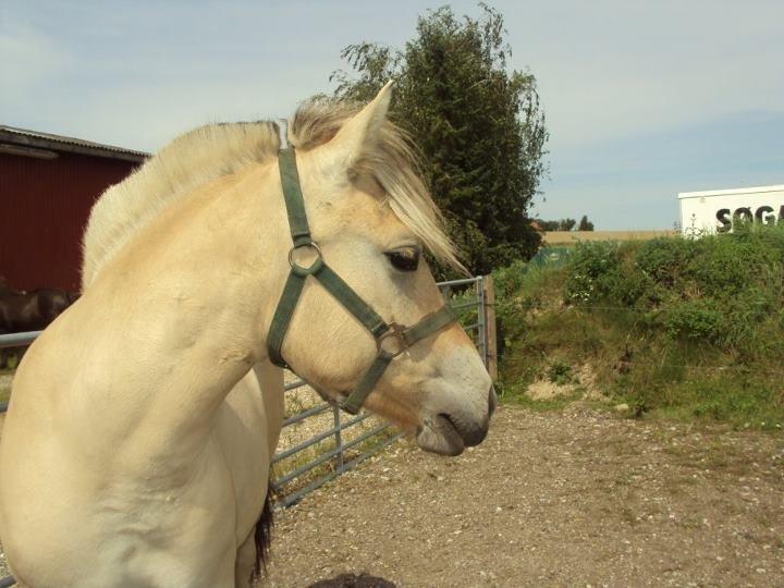 Fjordhest Nikoline - Hvad mon der sker derovre? Mon det er mor der kommer? billede 3