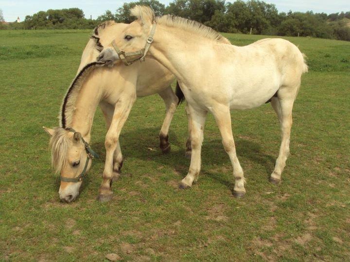 Fjordhest Nikoline - Kom nu søs, vi skal lige her over. Nickoline og Osman (Er også herinde) billede 4