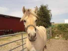 Fjordhest Nikoline - Smuk? Ja det er lige det du er" billede 6