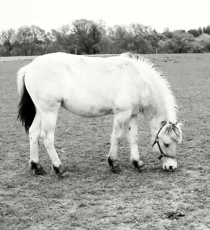 Fjordhest Nikoline - En hest, er en hest, intet andet! :* billede 5