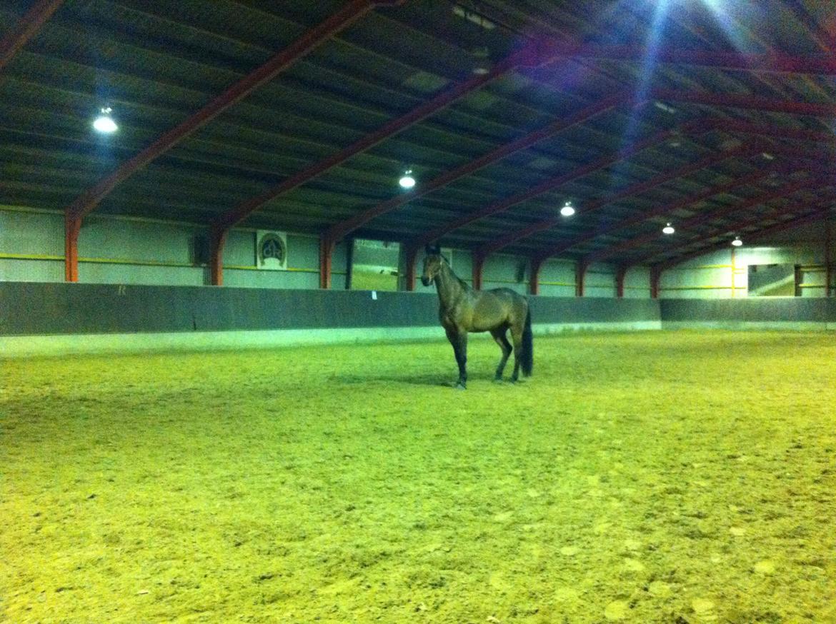 Dansk Varmblod Lui S - 2012
 billede 6