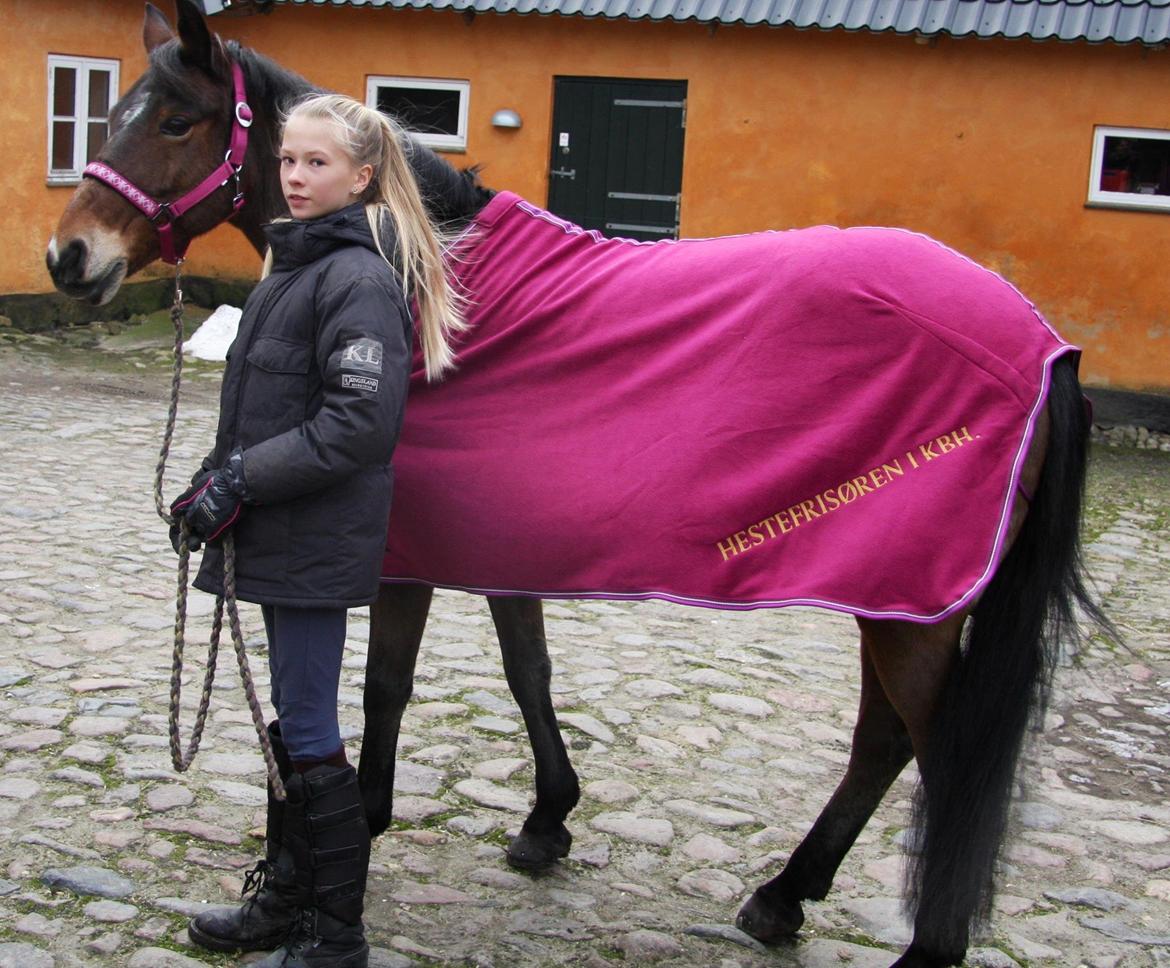 Anden særlig race Colombine (solgt) - Model for en dag <3
Foto: Margit, vores heste klipper :-) billede 17