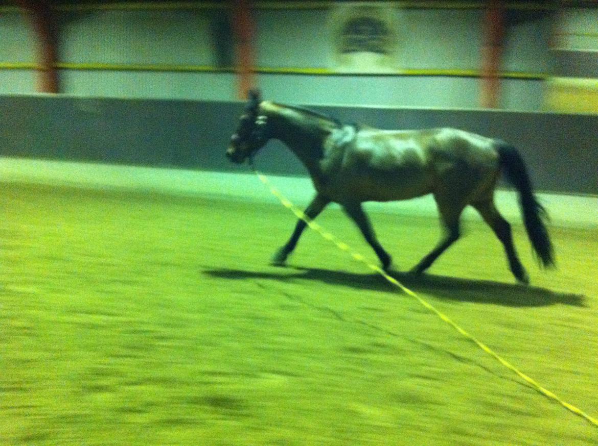 Dansk Varmblod Lui S billede 8