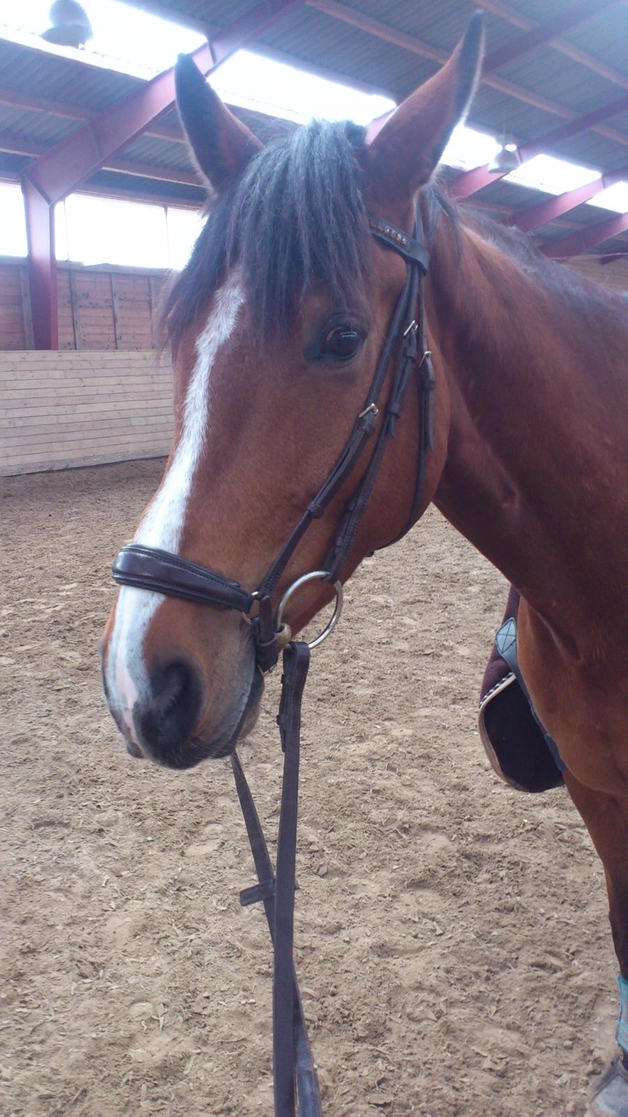 Dansk Varmblod Milano Melody billede 12