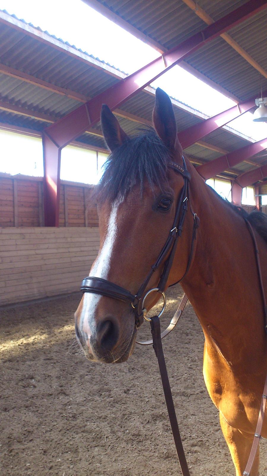 Dansk Varmblod Milano Melody billede 3