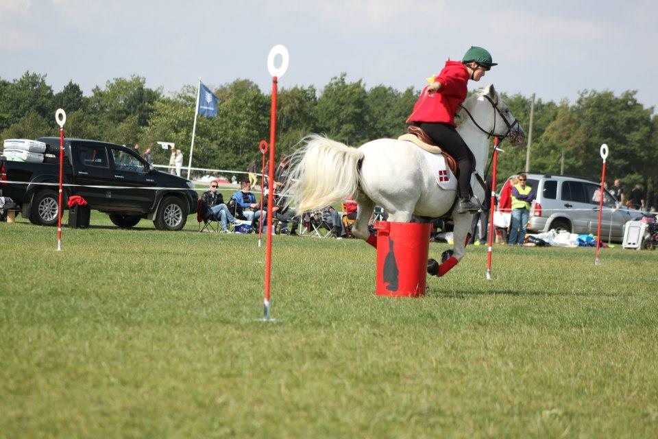 Anden særlig race Fantazy - DM par 2012 billede 19