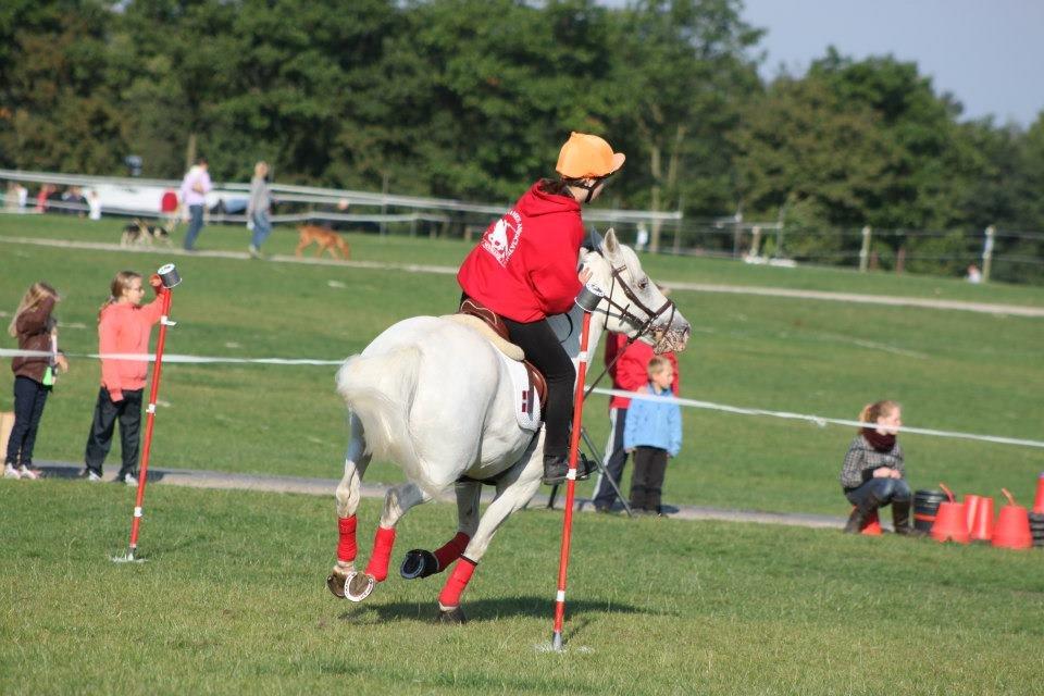 Anden særlig race Fantazy - DM par 2012 billede 20